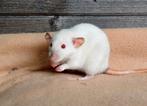 2 Dames uit rattery, Dieren en Toebehoren, Rat, Vrouwelijk, Mei, Tam