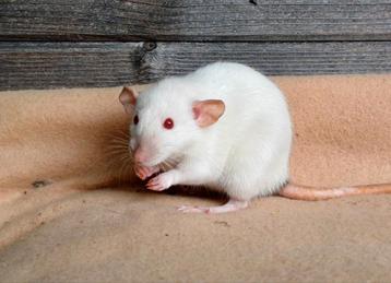 4 Dames uit rattery beschikbaar voor biedingen