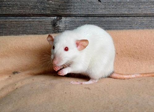 4 Dames uit rattery, Dieren en Toebehoren, Knaagdieren, Vrouwelijk, Rat, Mei, Tam
