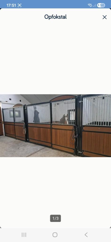 Opfokstal, Dieren en Toebehoren, Paarden, Merrie, 0 tot 2 jaar, Gechipt, Ontwormd, Ingeënt