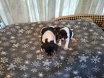Boerenfox pups, Dieren en Toebehoren, Honden | Jack Russells en Terriërs, België, Overige rassen, 8 tot 15 weken, Meerdere