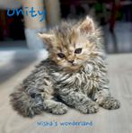 Selkirk rex dame, Animaux & Accessoires, Chats & Chatons | Chats de race | Poil long, Chatte ou Chat, Vermifugé, 0 à 2 ans
