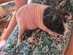 Cobaye nu  - Skinny pig - femelle - 1 ans, Dieren en Toebehoren, Knaagdieren, Cavia, Juli, Vrouwelijk, Tam
