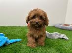 Cavapoo pups, België, 8 tot 15 weken, CDV (hondenziekte), Meerdere
