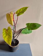 Philodendron painted lady n4, Ophalen of Verzenden
