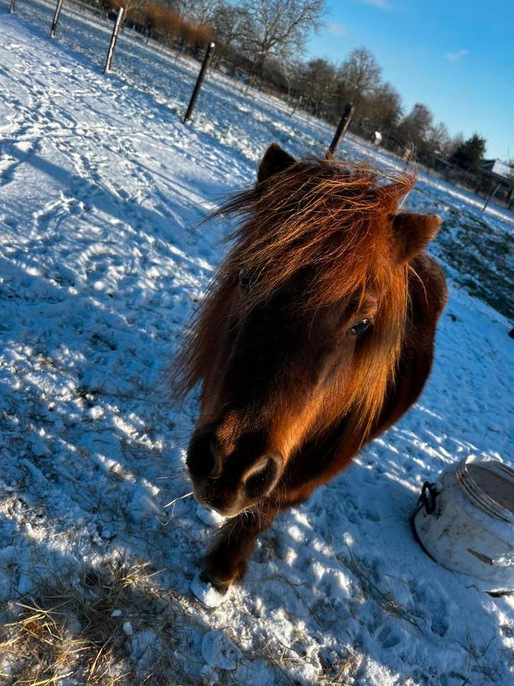 Shetlander recherché, Animaux & Accessoires, Poneys, Plusieurs animaux, Ne s'applique pas, Poney A (jusqu'à 1.17 m), 3 à 6 ans