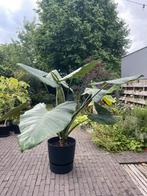 Alocasia Zebrina (Olifantsoor), Huis en Inrichting, Kamerplanten, Ophalen