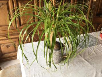 Plant olifantpoot in pot beschikbaar voor biedingen