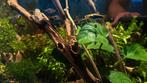 Gratis platys, Dieren en Toebehoren