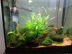 Platy, Dieren en Toebehoren, Vissen | Aquariumvissen, Vis, Zoetwatervis