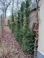 Taxus  bacatta, Tuin en Terras, Ophalen, Taxus