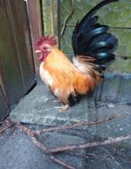 Mooie Chabo krielhaan "Lawrence" zoekt goed huis., Dieren en Toebehoren, Pluimvee, Mannelijk, Kip