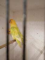 Fischeri turquoise pastel pop