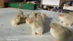Day Chicks de Brahma Izabel Perdrix Grouse, Poule ou poulet, Sexe inconnu