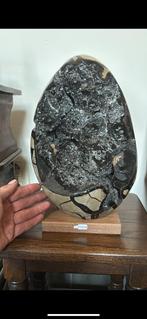 Groot Sepataria van iets meer dan 10kg museum kwaliteit!!!!, Enlèvement, Comme neuf