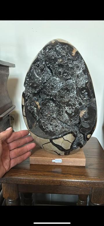 Groot Sepataria van iets meer dan 10kg museum kwaliteit!!!! beschikbaar voor biedingen