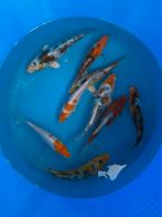 Japanse koi 15-20cm, Karper of Koi