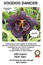 HÉMÉROCALLES HÉMÉROCALLES, Enlèvement ou Envoi, Été, Plante fixe, Plein soleil