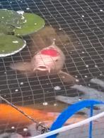 Tancho doitsu en goshiki, Dieren en Toebehoren, Vissen | Vijvervissen