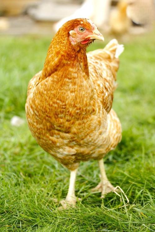 Zeer ruime keuze legkippen, Dieren en Toebehoren, Pluimvee