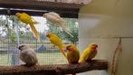 princess off wales, Meerdere dieren, Parkiet, Geringd