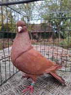 Carneau, Dieren en Toebehoren, Meerdere dieren, Overige soorten