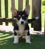Welsh corgi cardigan pups, België, Overige rassen, CDV (hondenziekte), 8 tot 15 weken