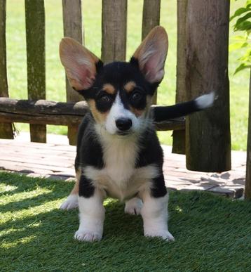 Welsh corgi cardigan pups  beschikbaar voor biedingen