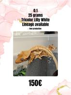 0.1 tricolor lilly white