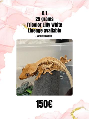 0.1 tricolor lilly white beschikbaar voor biedingen