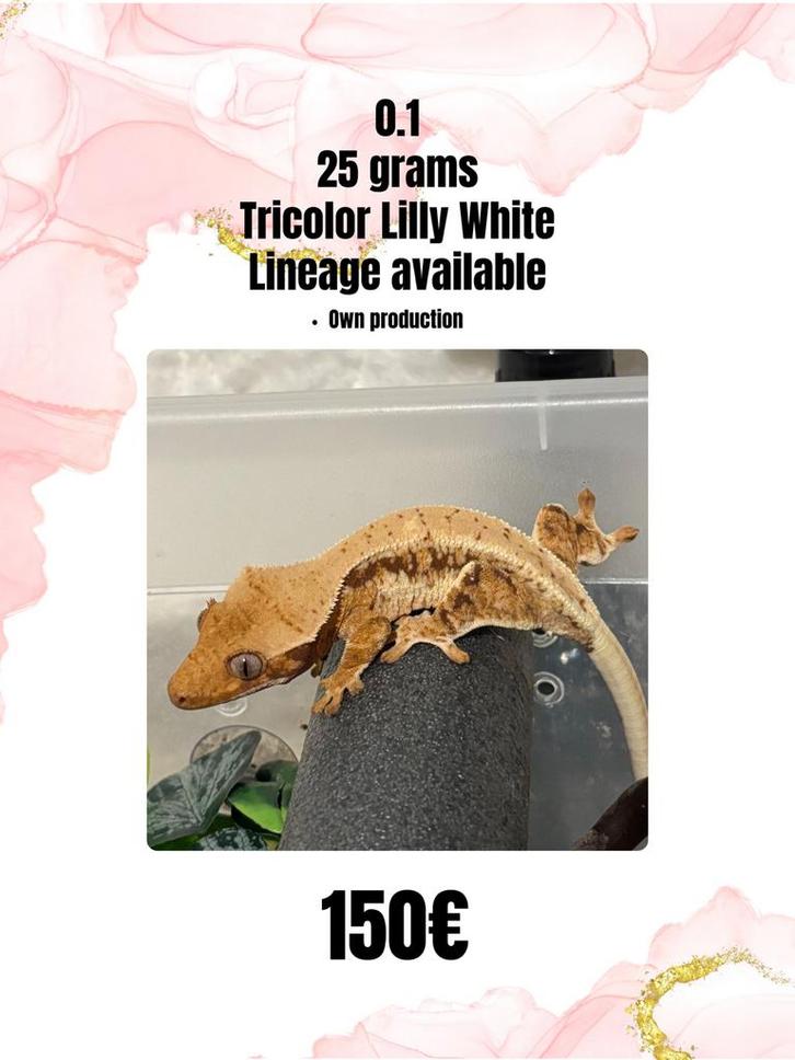 0.1 tricolor lilly white, Dieren en Toebehoren, Reptielen en Amfibieën