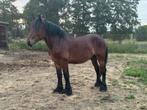 Prachtig 2 jarig trekpaard, Dieren en Toebehoren, Paarden, Hengst