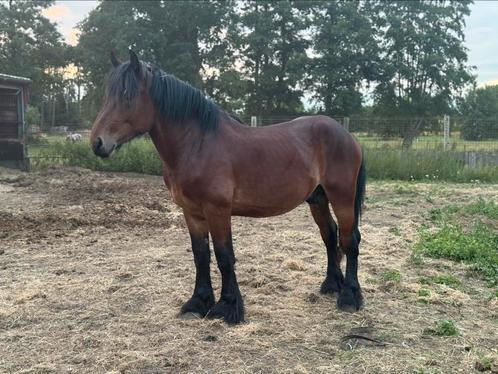 Prachtig 2 jarig trekpaard, Dieren en Toebehoren, Paarden, Hengst