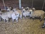 Super mooie rammen Hampshire down feb 2025, Mannelijk, Schaap, 0 tot 2 jaar
