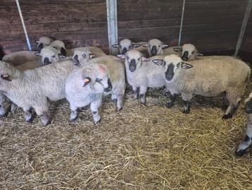 Super mooie rammen Hampshire down feb 2025 beschikbaar voor biedingen