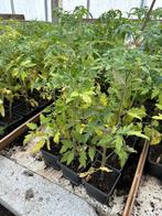 Tomaten en peperplanten, Tuin en Terras, Planten | Tuinplanten, Ophalen of Verzenden