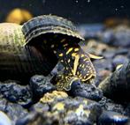 Tylomelania Sp Yellow Flake