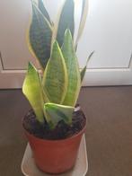 Sanseveria, Enlèvement