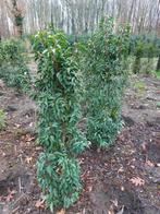 Portugese laurier 100-125 B-kwaliteit, Tuin en Terras, Ophalen, Laurier, Haag, 100 tot 250 cm