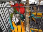 Papegaai / ara, Dieren en Toebehoren, Vogels | Parkieten en Papegaaien, Papegaai