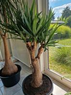 Prachtige dikke Yucca., Tuin en Terras, Ophalen, Winter
