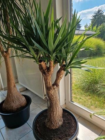 Prachtige dikke Yucca. beschikbaar voor biedingen