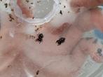 P. Regius Florida springspinnen Jumpingspider, Dieren en Toebehoren, Reptielen en Amfibieën, Overige soorten, Met terrarium, 0 tot 2 jaar