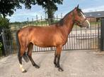 Mooie pony, Dieren en Toebehoren, Zadelmak