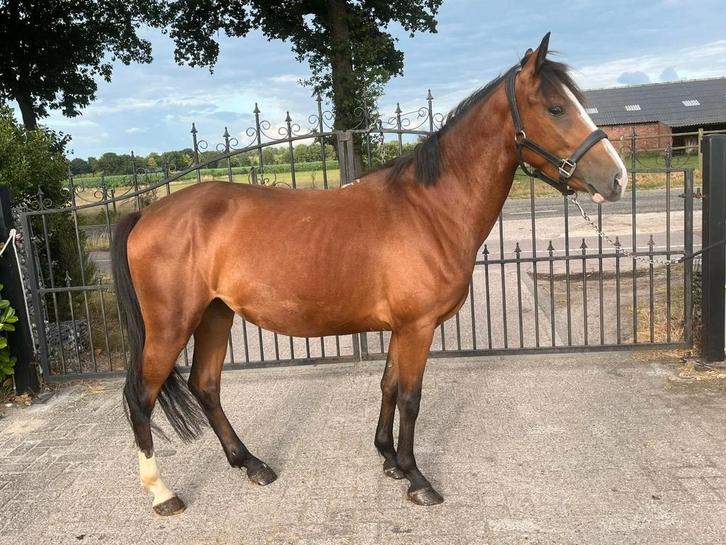 Mooie pony, Dieren en Toebehoren, Pony's, Zadelmak