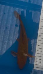 Chagoi 24cm, Dieren en Toebehoren, Karper of Koi