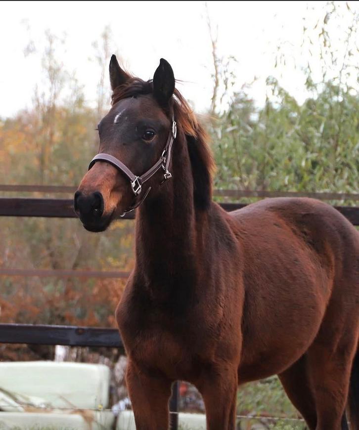 Zeer lief jaarling kwpn hengst dressuur gefokt, Dieren en Toebehoren, Paarden, Hengst, 0 tot 2 jaar, Dressuurpaard, Met stamboom