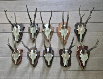 10 Mooie Ree Geweien Samen € 80 Jacht Mancave Veluwe No c4, Ophalen of Verzenden, Hert, Gewei of Kop