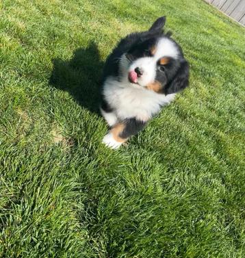 Prachtige Australische herder pup ( aussie), Dieren en Toebehoren, Honden | Herdershonden en Veedrijvers, België, CDV (hondenziekte)