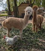 Gratis alpaca wol 3 kleuren, Dieren en Toebehoren